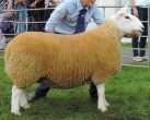 Show Sheep